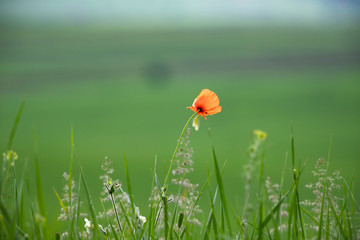 Red poppy in the meadow