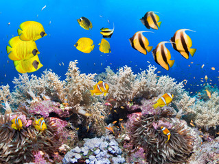 Underwater coral reef landscape in the deep blue ocean with colorful fish and marine life.