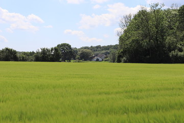Obraz premium green field and blue sky
