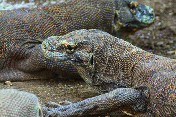 Komodo dragon (Varanus komodoensis) is the largest lizards in the world. The largest living of this species is found in the Komodo and Rinca island, in Flores, Indonesia