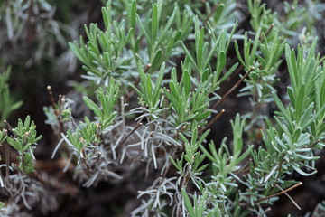 close up view of green small leaves on plants
