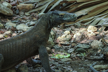 Komodo dragon (Varanus komodoensis) is the largest lizards in the world. The largest living of this...