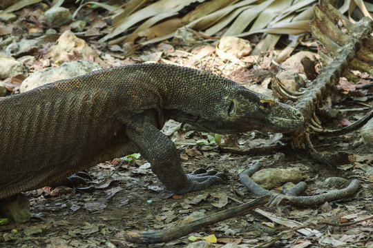 Komodo dragon (Varanus komodoensis) is the largest lizards in the world. The largest living of this species is found in the Komodo and Rinca island, in Flores, Indonesia