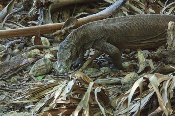 Komodo dragon (Varanus komodoensis) is the largest lizards in the world. The largest living of this species is found in the Komodo and Rinca island, in Flores, Indonesia
