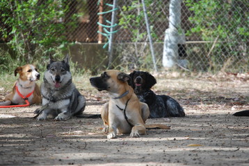 Group of Dogs on Obedience Course