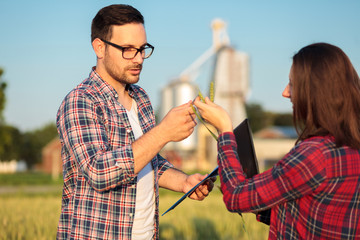 Two serious young female and male farmers or agronomists examining wheat plant growth and...