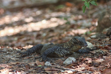 Komodo dragon (Varanus komodoensis) is the largest lizards in the world. The largest living of this species is found in the Komodo and Rinca island, in Flores, Indonesia