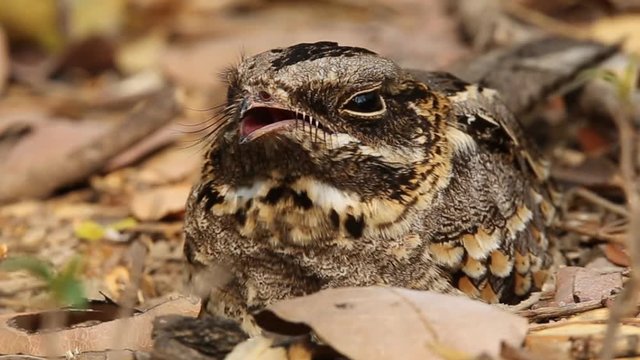 Large-tailed Nightjar ( Caprimulgus macrurus) Sleeping on the ground.