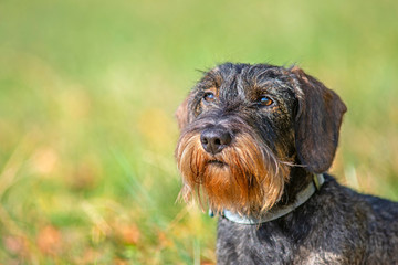 Portrait of a wirehaired dachshund in a natural park