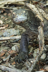 Komodo dragon (Varanus komodoensis) is the largest lizards in the world. The largest living of this species is found in the Komodo and Rinca island, in Flores, Indonesia