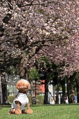 Naklejka premium 桜の木の下で