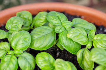 Young basil in a ceramic terracotta pot