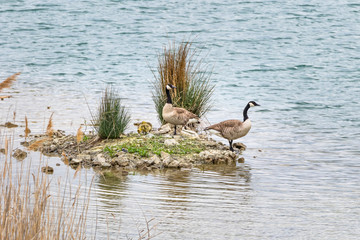 Canada Goose (Branta canadensis)