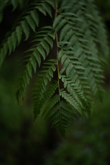 Bright green wood