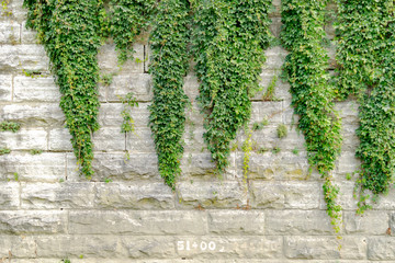 Ivy growing on stone wall