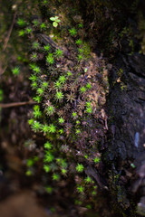 Wild moss