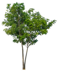 Tree isolated on white background. Suitable for use in architectural design or Decoration work.