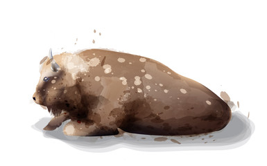 Buffalo Vector watercolor isolated on white. painted style illustrations