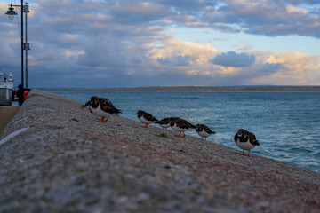 Birds on the coast of St Ives, Cornwall, UK