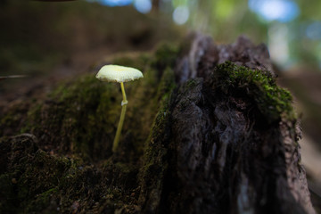 Fungus on the tree