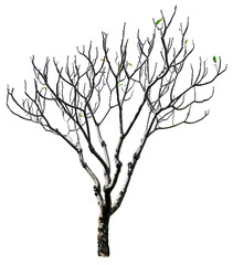 Tree isolated on white background. Suitable for use in architectural design or Decoration work.