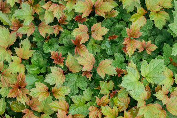 red, yellow and green autumnal leaves, seamless background