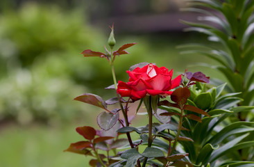 Photo rose petals isolated on the natural blurred background. Closeup. For design, texture, background. Nature.