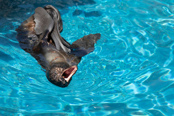 Northern Fur Seal Swimming in Ocean
