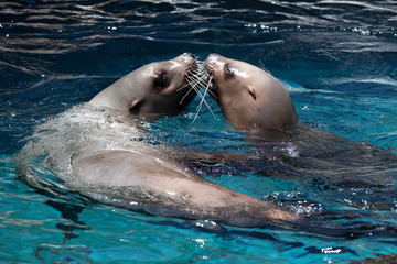 Pair of Steller Sea Lions swimming