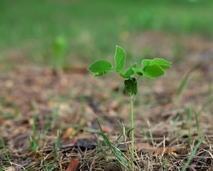 green tree sprout closeup with grass background