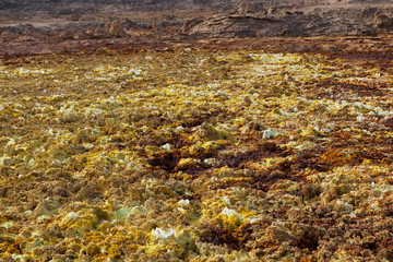 Dallol Sulphur springs and pools Danakil Depression Ethiopia.   The Sulphur springs create the unearthly colourful and beautiful landscape