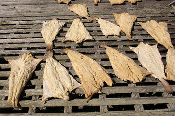 Cod Fish drying in the sun to preserve