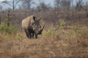 Obraz premium Adult White Rhino in Kruger National Park, South Africa