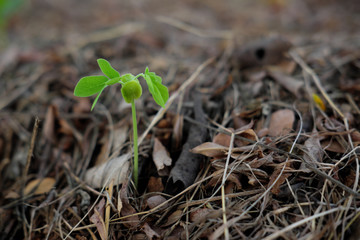 green tree sprout closeup with grass background
