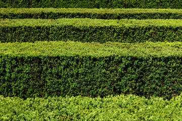 Green hedge in horizontal rows edgewise from above - concept maze geometric nature public park...