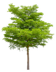 Beautiful tree isolated on white background. Suitable for use in architectural design or Decoration work. Used with natural articles both on print and website.