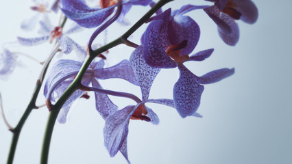 violet pink orchid in soft focus style for romantic, wedding, spa concept and floral concept background