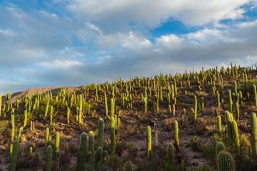 Ruinas Amaicha- Amaicha del Valle, Tucumán Argentina