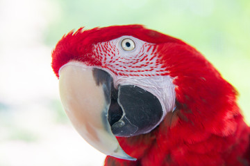 Green-Winged (Red) Macaw Parrot Portrait