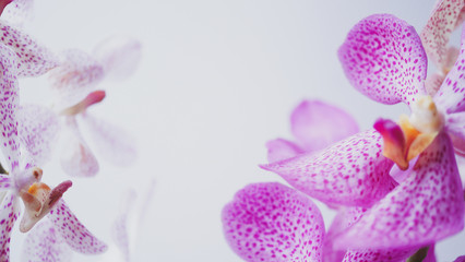 violet pink orchid in soft focus style for romantic, wedding, spa concept and floral concept background