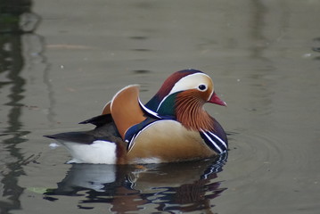 canard