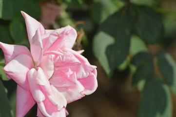 Thomasville rose garden 0194