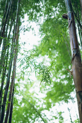 bamboo forest Bamboo leaves and water drops in the rainy season Bokeh bamboo background