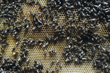 Close up view of the working bees on honey cells in the apiary