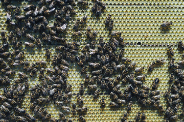 Close up view of the working bees on honey cells in the apiary