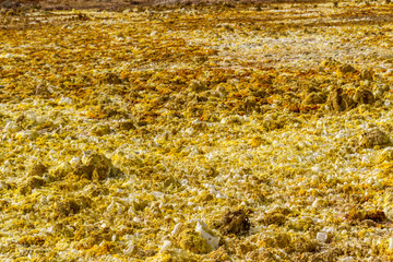 Dallol sulfur Springs in The Afar Region of Danakil Depression