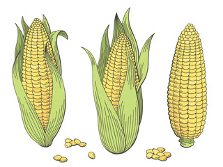 Corn graphic color isolated sketch set illustration vector
