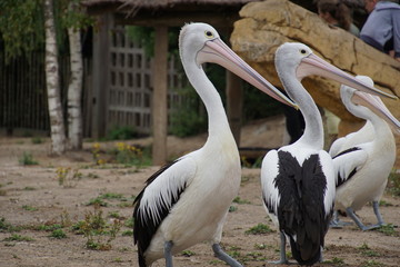 Pelicans