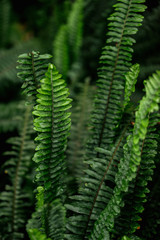 selective focus of green colorful fern leaves
