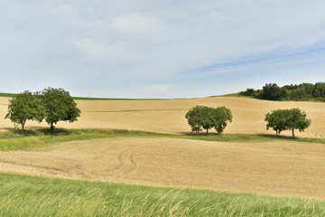 Arbres isolés au milieu d'un vaste champs de blé à Vendoire au Périgord Vert